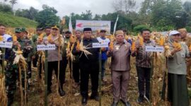 Wakil Bupati Risman Tolingguhu bersama unsur Forkopimda setempat, melakukan panen jagung program Perluasan Areal Tanam (PAT) di Kabupaten Bone Bolango, di lahan Kelompok Tani Mekar Jaya, Desa Ulanta Kecamatan Suwawa, Senin (2/6/2025). (F.AKP).
