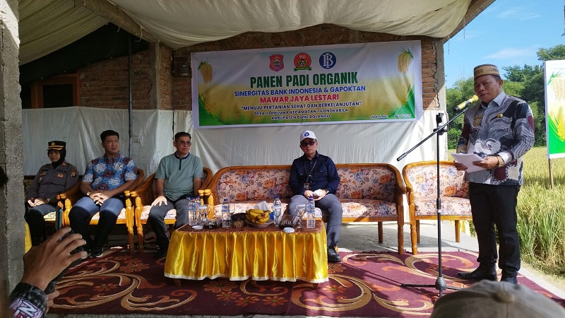 Sambutan Wakil Bupati Risman Tolingguhu saat pelaksanaan Panen Padi Organik di lahan persawahan Gapoktan Mawar Lestari Desa Iloheluma Kecamatan Tilongkabila, Jumat (20/6/2025). (F.AKP).

