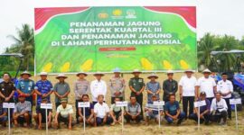 Penanaman Jagung Serentak Kuartal III dan Penanaman Jagung di Lahan Perhutanan Sosial yang dilaksanakan di Desa Bongoime Kecamatan Tilongkabila, Rabu (9/7). (F. Onal/Prokopim).